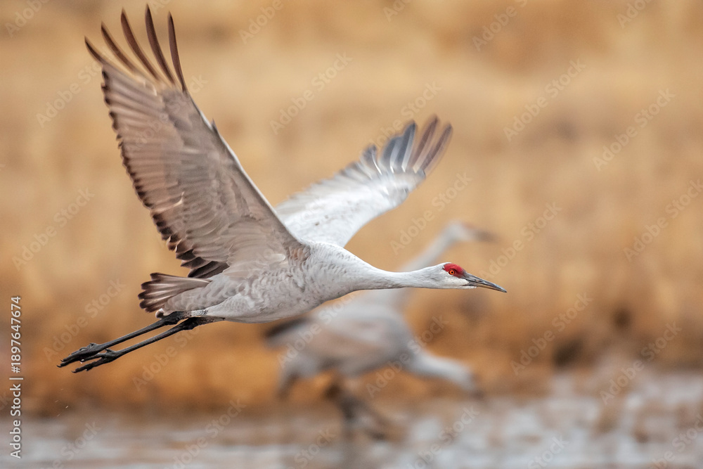 Fototapeta premium Sandhill Crane Flying at Bosque del Apache