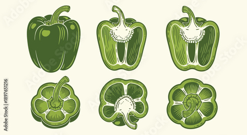 Green Bell Pepper Whole and Sliced Botanical Illustration Set.