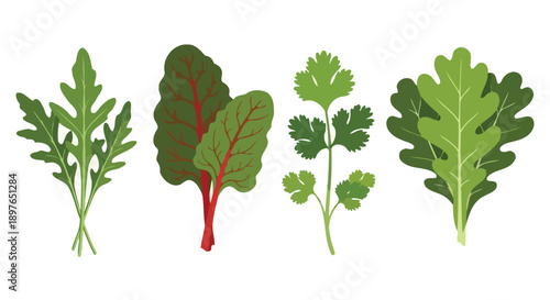 Fresh Green Leafy Vegetables and Herbs Collection.