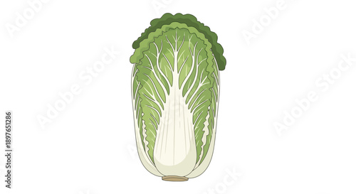 Fresh Napa Cabbage Vegetable Isolated on White Background.