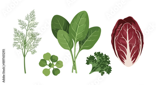 Assortment of Fresh Green Leafy Vegetables and Herbs on White Background.