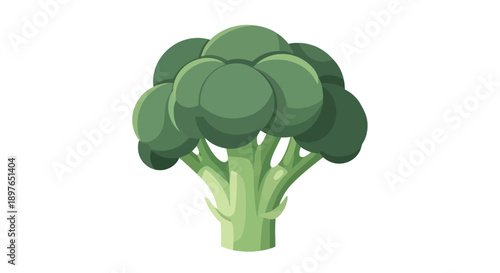 Fresh Green Broccoli Vegetable Isolated on White Background.