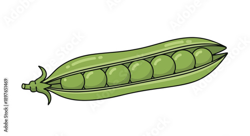 Fresh Green Pea Pod with Peas Inside Isolated on White Background.