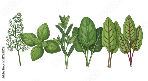 Fresh Green Herbs and Leafy Greens Collection.