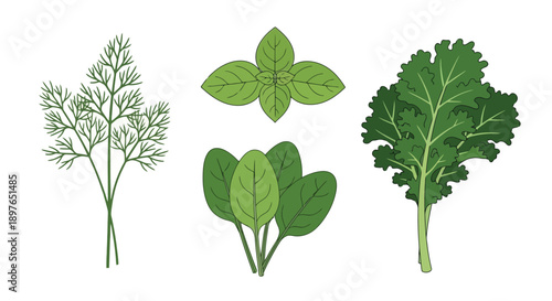 Fresh Green Herbs and Leafy Greens Collection.