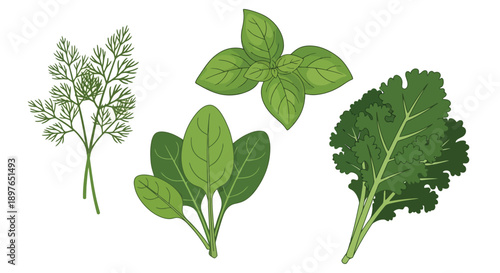 Fresh green herbs and leafy vegetables for healthy cooking.