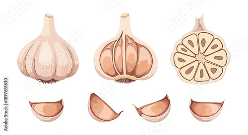 Fresh Garlic Bulbs and Cloves Isolated on White Background.