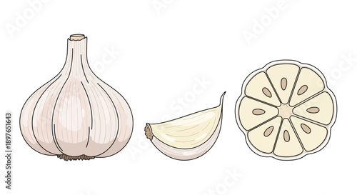 Garlic bulb, clove, and cross-section illustration.
