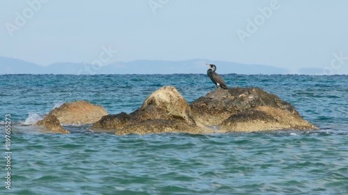 Wild Cormorant Bird Standing Proudly on Rocks with a Stunning Sea Background. Bright Coastal Scene Featuring a Seabird  on a Rock Against the Open Sea