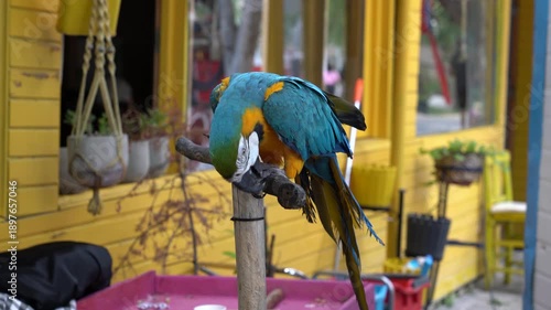 Tethered captive macaw parrot looking bored on a perch raising awareness for animal rights and need for natural sanctuaries