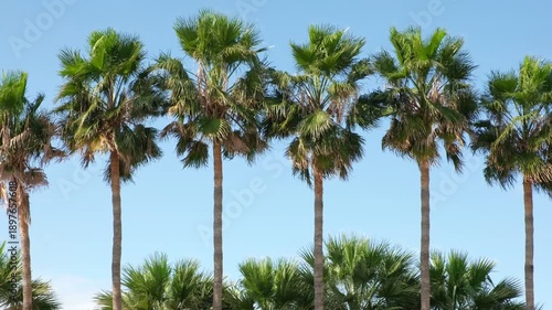 Summer Vacation Concept with Palm Trees and Clear Sky. Tropical Palm Trees Against Clear Blue Summer Sky. Tall Palm Trees Swaying Under Bright Tropical Sunlight