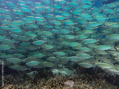 Fotografie Big school of Yellowtail scad swimming (Atule mate) in the coral reef ocean, Kor