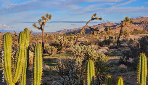 Schilderij op canvas Panoramic view of a high desert valley in Joshua Tree in California on a sunny day