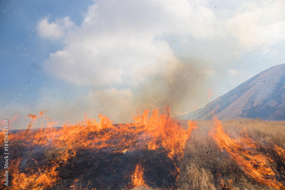 Fototapeta premium 阿蘇の野焼き（熊本県阿蘇）