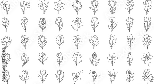 Collection of elegant flower line drawings for design