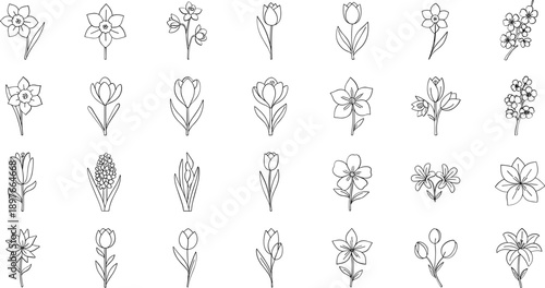 Collection of elegant flower line drawings for design