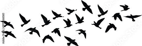 Black flying bird silhouette flock in dynamic motion on white background, wildlife migration scene collection for nature design, freedom concept vector art