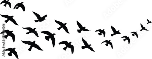 Flying bird silhouette flock set in black on white background, wildlife sky scene collection for nature design, freedom concept, vector illustration