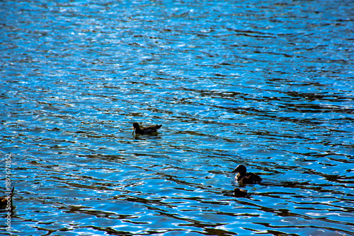Patos negros nadando en la altura de laguna puquio, Peru.