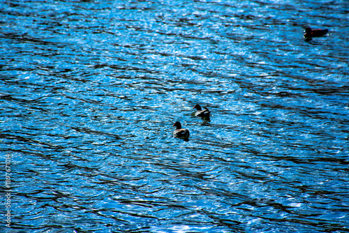 Patos negros nadando en la altura de laguna puquio, Peru.
