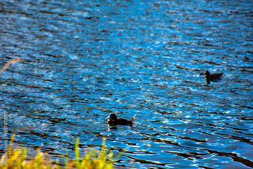 Patos negros nadando en la altura de laguna puquio, Peru.