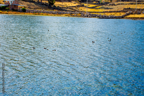 Patos negros nadando en la altura de laguna puquio, Peru.