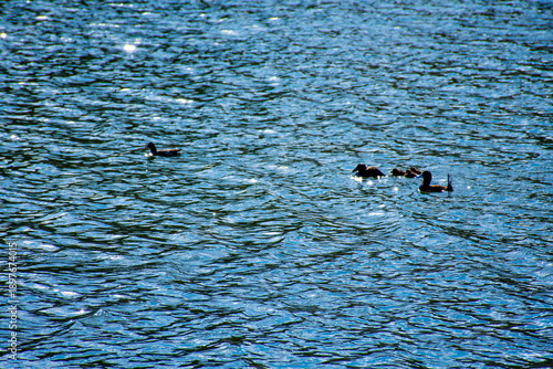 Patos negros nadando en la altura de laguna puquio, Peru.