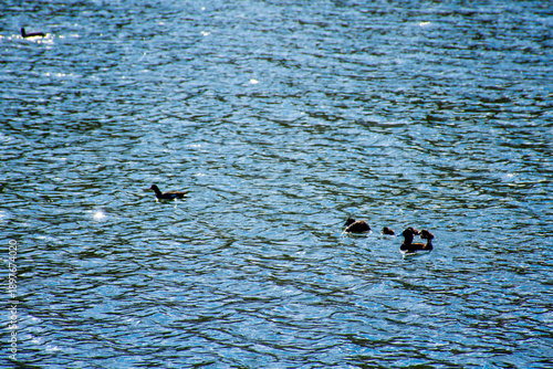 Patos negros nadando en la altura de laguna puquio, Peru.