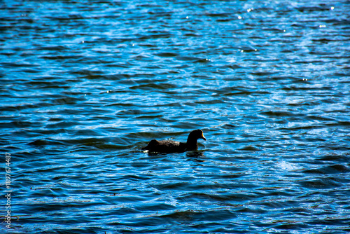 Pato negro nadando en la altura de laguna puquio, Peru.