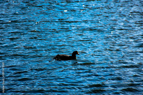 Pato negro nadando en la altura de laguna puquio, Peru.