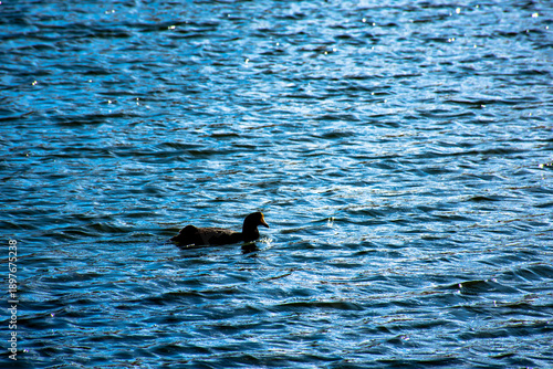 Pato negro nadando en la altura de laguna puquio, Peru.