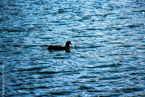 Pato negro nadando en la altura de laguna puquio, Peru.