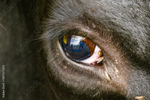 Das Auge einer Kuh mit Fliege