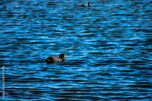 Pato negro nadando en la altura de laguna puquio, Peru.