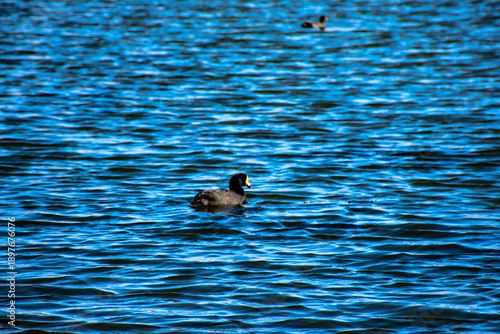 Pato negro nadando en la altura de laguna puquio, Peru.