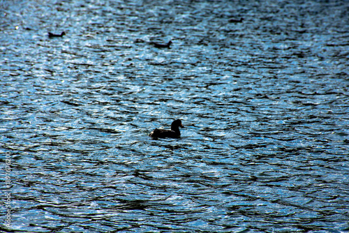 Pato negro nadando en la altura de laguna puquio, Peru.