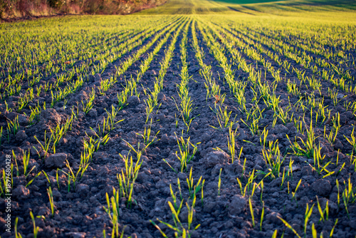 Rows of young plants emerge on a farm field