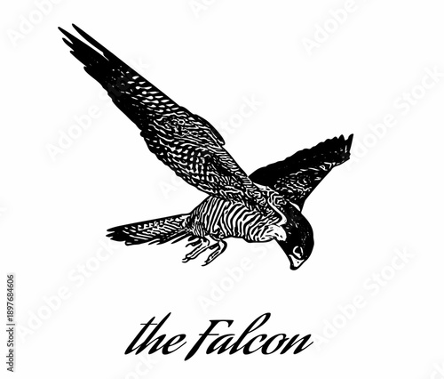 Flying falcon illustration in vintage engraving style, detailed bird of prey vector artwork suitable for logo, tattoo, emblem, and wildlife themed designs.