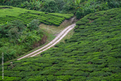 Scenic Landscape View of Lush Green Tea Plantation Hills in Cameron Highlands