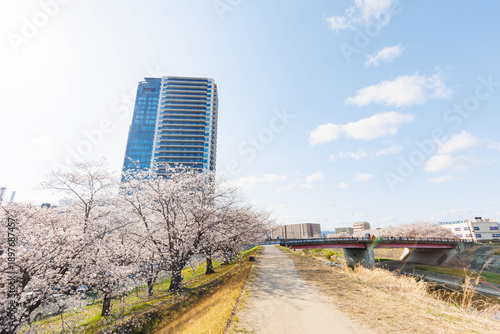 Obraz na plátne 枚方市駅近くの天野川堤防沿いの桜（大阪府）
