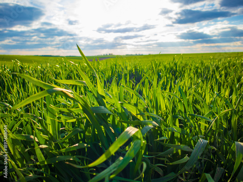 Grass grows tall in a wide open field under blue skies