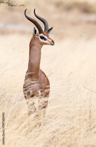 Gerenukc feeding in grassy savanna of Amboseli National Park, Kenya