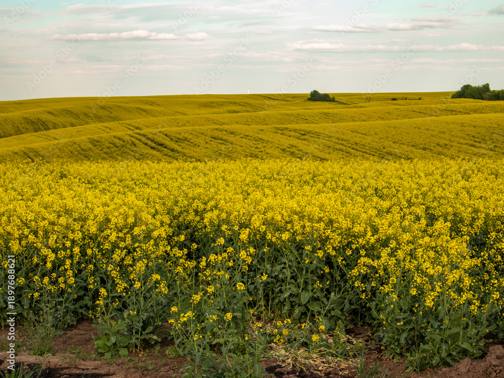 Fototapeta premium Yellow flowers cover hills under a clear sky in spring