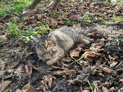 Photography A grey cat sits on ground in a garden