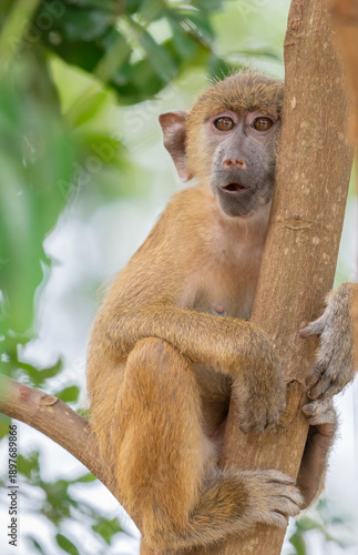 Young yellow baboon (Papio cynocephalus,) playing  in Shimoni, Kenya 