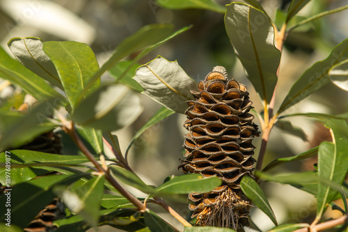 Foto Closeup of dried Australian banksia seed pod with repeating open follicles, macro native plant texture