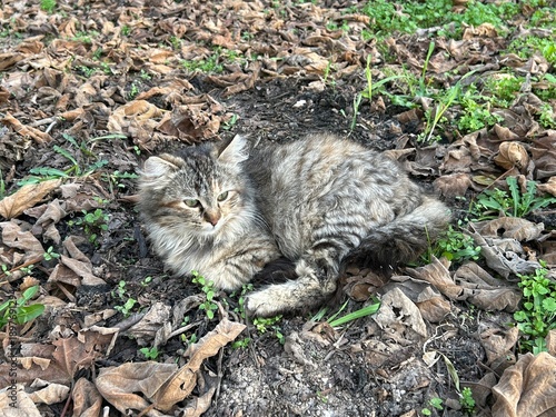 Photography A grey cat sits on ground in a garden
