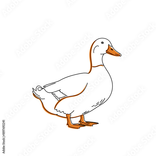 A white waterfowl or domestic duck stands in profile. Vector illustration