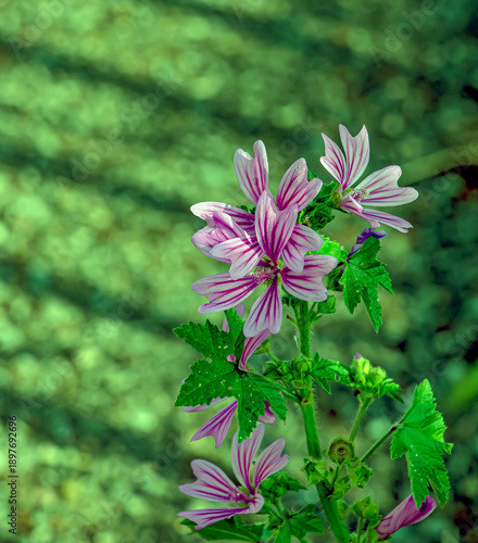Fotografie Beautiful Mallow Sylvestris is a vigorous plant with spectacular flowers of bright lilac-purple color with dark veins, a species of the genus Malva of the family Malvaceae