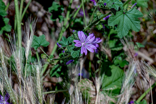 Fotografie Beautiful Mallow Sylvestris is a vigorous plant with spectacular flowers of a bright lilac-purple color with dark veins, a species of genus Malva of the family Malvaceae